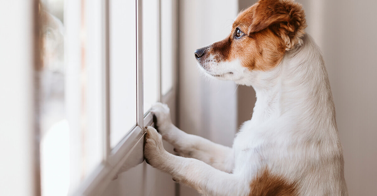 Hund während der Arbeit alleine lassen Tipps von ADAPTIL